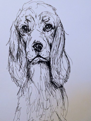 English cocker spaniel drawing - english,