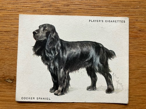 Cocker spaniel john player - spaniel,
