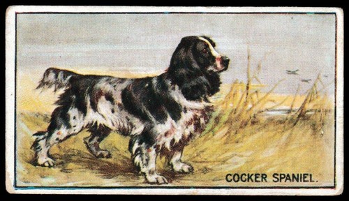 Hill breeds of dog - 'breeds,