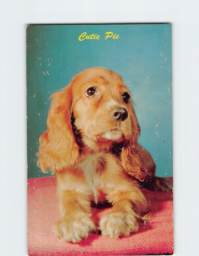 Postcard cocker spaniel - postcard,
