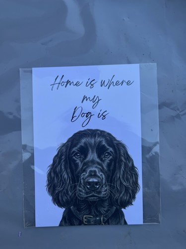 Black cocker spaniel dog breed - dog,