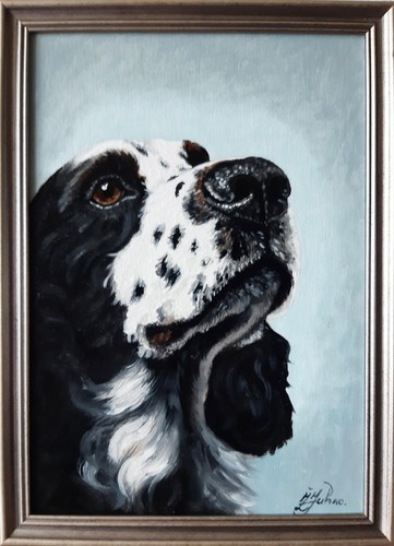 English cocker spaniel - english,