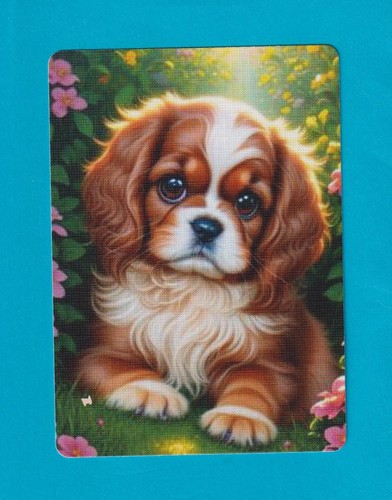 Beautiful cocker spaniel puppy - beautiful,
