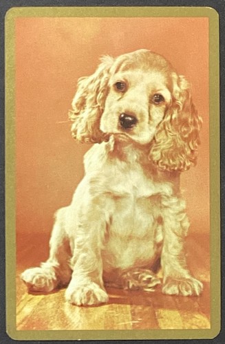 Cocker spaniel puppy dog - cocker,
