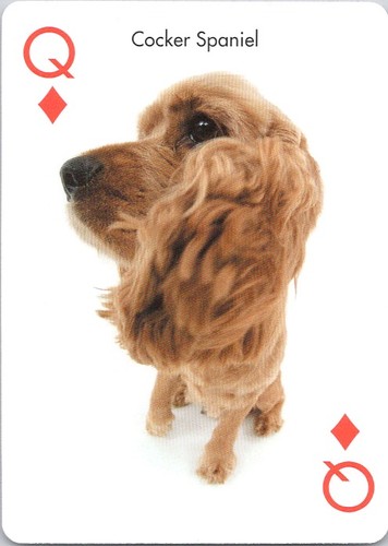 Cocker spaniel dog single swap - cocker,