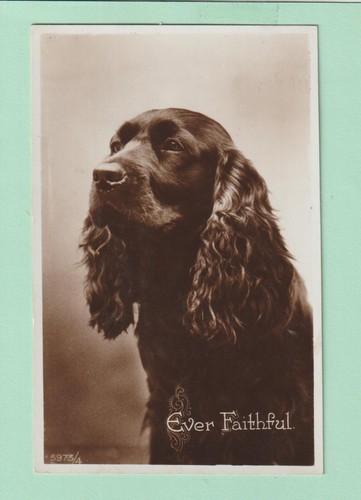 Cocker spaniel postcard real - cocker,