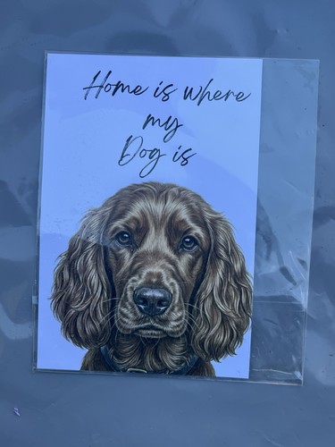 Cocker spaniel dog - dog, breed