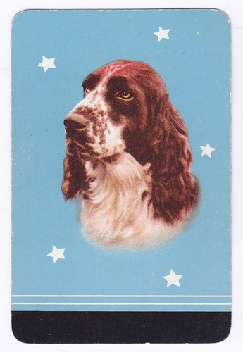 Cocker spaniel gun dog single - cocker,