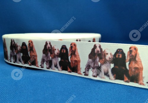 Cocker spaniel breed - spaniel, dog