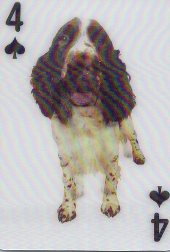 Hologram cocker spaniel dog - hologram,