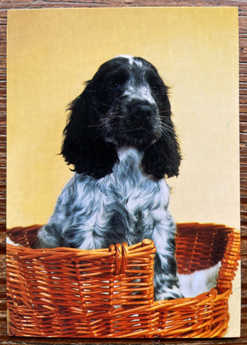 Salmon dog postcard - salmon,