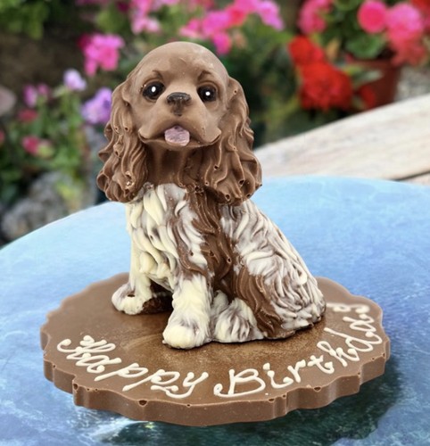 Chocolate cocker spaniel - chocolate, dog