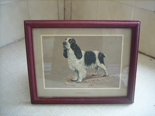 Cocker spaniel framed - cocker, print