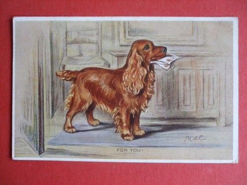 Artist mac dog golden - dog,