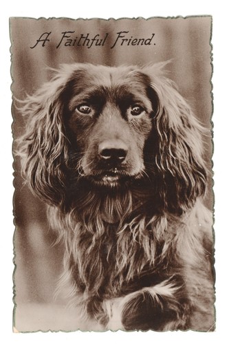 Cocker spaniel dog a - cocker,