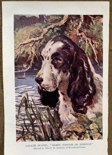 Trasilian water colour print - s,