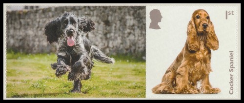 Ls162f dogs cocker - gb, spaniel